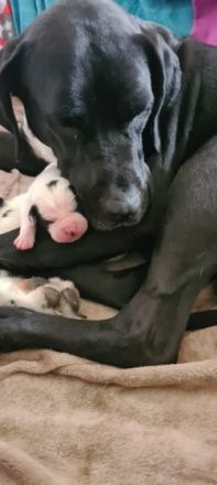 Hallo unsere Mix Hündin Lotta (Deutsche Dogge,Dogo mix)