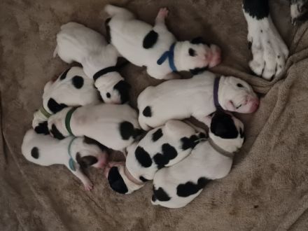 Hallo unsere Mix Hündin Lotta (Deutsche Dogge,Dogo mix)