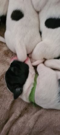 Hallo unsere Mix Hündin Lotta (Deutsche Dogge,Dogo mix)