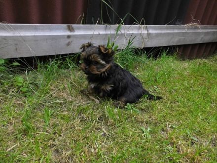 Traumhaft schöne Yorkshire Terrier Rüden suchen