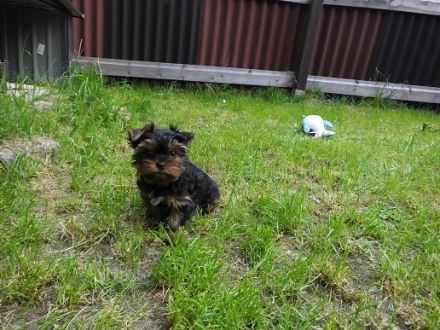 Traumhaft schöne Yorkshire Terrier Rüden suchen