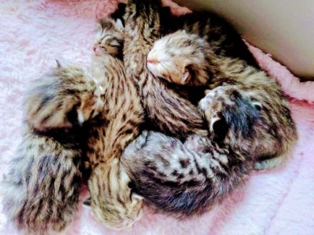 Unsere liebe Bengal- Savannah- Katze bekommt Babys von