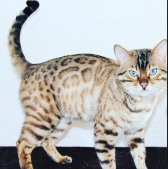 Unsere liebe Bengal- Savannah- Katze bekommt Babys von