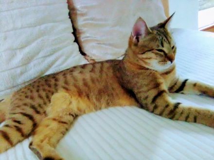 Unsere liebe Bengal- Savannah- Katze bekommt Babys von