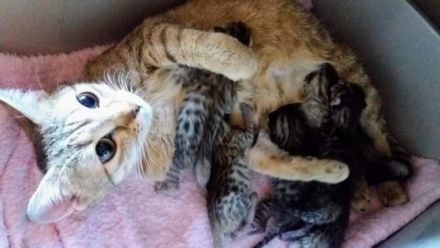 Unsere liebe Bengal- Savannah- Katze bekommt Babys von
