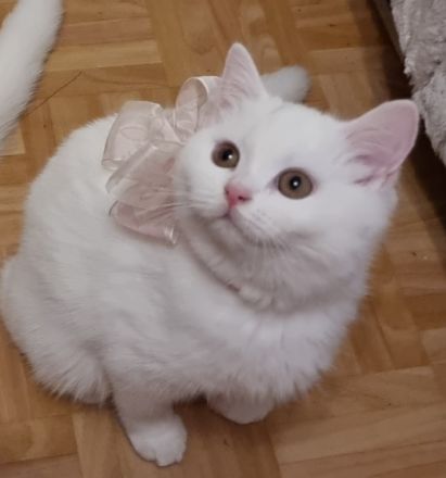 Unsere hübsche Katze hat am 14.01.2022 fünf gesunde,