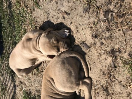 Wir haben noch Welpen in den Farben rot und Champagner.