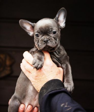 5 kleine blaue süsse Welpen, alles Hündinnen, suchen