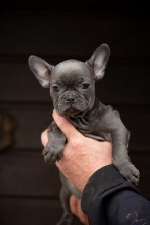 5 kleine blaue süsse Welpen, alles Hündinnen, suchen