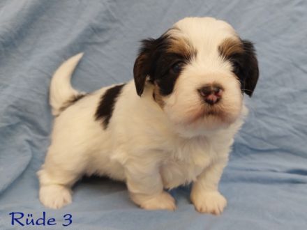 Unsere Kleinen sind Zwergpudel x PekaChi- Mischlinge