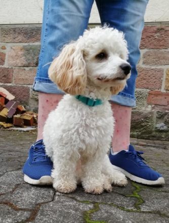 Unsere Kleinen sind Zwergpudel x PekaChi- Mischlinge