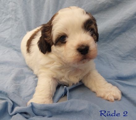 Unsere Kleinen sind Zwergpudel x PekaChi- Mischlinge