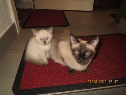 Noch vier Siam-Birma Kätzchen und vier Katerchen aus