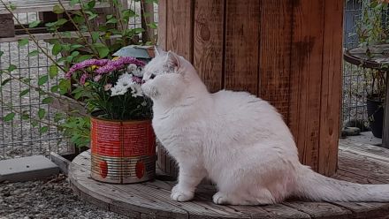 Katzenpension Eisenlauer