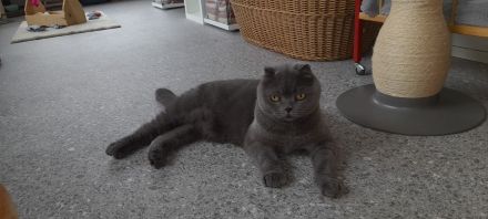 Katzenpension Eisenlauer