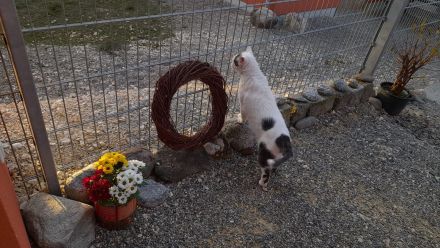 Katzenpension Eisenlauer