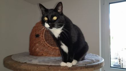 Katzenpension Eisenlauer