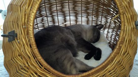 Katzenpension Eisenlauer