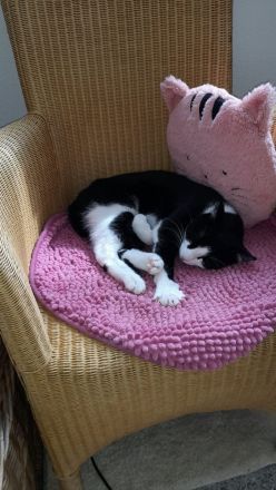 Katzenpension Eisenlauer