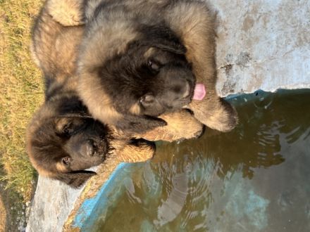 Leonberger vom Schloss Warlitz - Die erstklassige