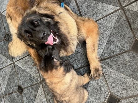 Leonberger vom Schloss Warlitz - Die erstklassige