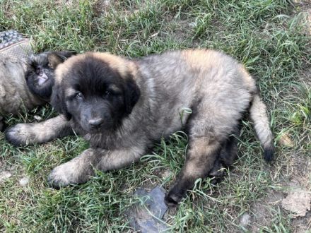 Leonberger vom Schloss Warlitz - Die erstklassige
