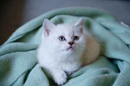 Am 05.03.22 hat unsere Katze 5 zuckersüße und gesunde