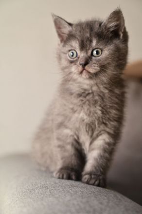 Am 05.03.22 hat unsere Katze 5 zuckersüße und gesunde