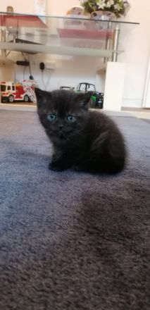 Am 05.03.22 hat unsere Katze 5 zuckersüße und gesunde