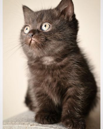 Am 05.03.22 hat unsere Katze 5 zuckersüße und gesunde