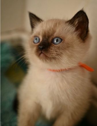 Am 05.03.22 hat unsere Katze 5 zuckersüße und gesunde