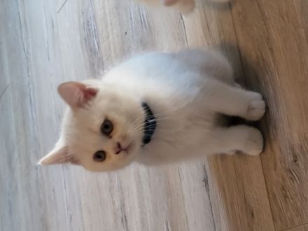 Diese 6 wunderschöne kitten suchen ein neues zu Hause ♡