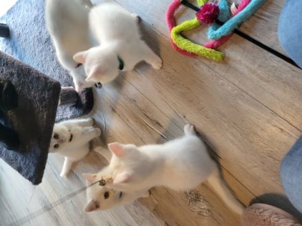 Diese 6 wunderschöne kitten suchen ein neues zu Hause ♡
