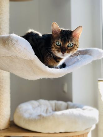 Wotan und Walli, Hallo ihr Lieben, schweren Herzens