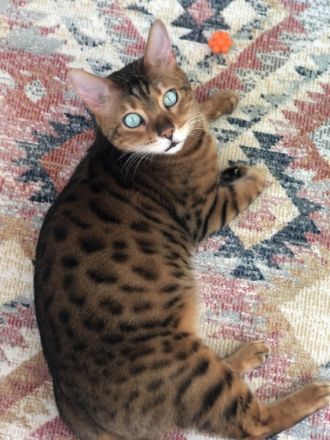 Wotan und Walli, Hallo ihr Lieben, schweren Herzens