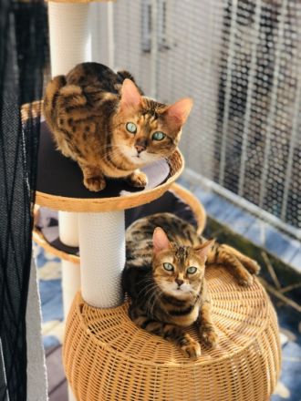 Wotan und Walli, Hallo ihr Lieben, schweren Herzens