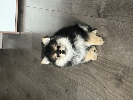 Guten Tag Unsere Hündin Businka hat am 7 Februar drei