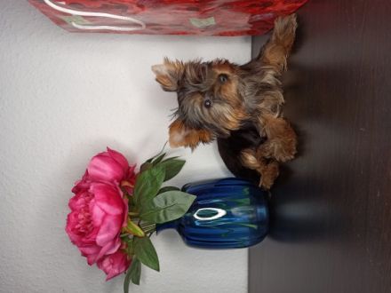 Junge ist geimpft + Tollwut, gechipt und gegen Würmer