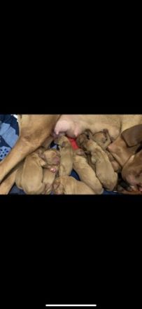 Unsere Hündin hat am 24.04.2022 Nachwuchs bekommen es