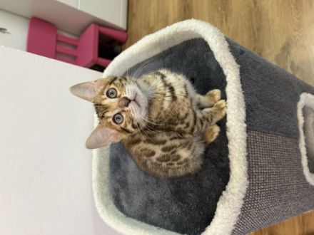 Unsere Bengal Katze Milly hat am 28.01.2022 vier