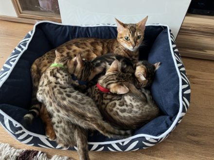 Unsere Bengal Katze Milly hat am 28.01.2022 vier