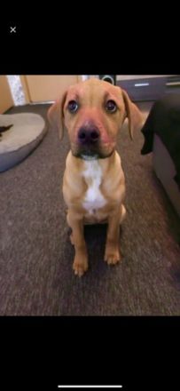 Unsere kleine Doggenmix Hündin Neele sucht wegen