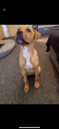 Unsere kleine Doggenmix Hündin Neele sucht wegen