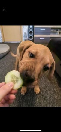Unsere kleine Doggenmix Hündin Neele sucht wegen