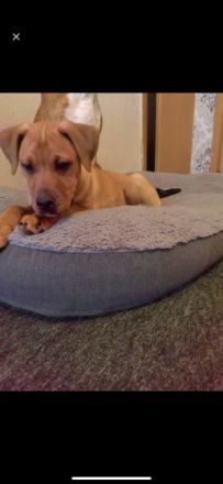 Unsere kleine Doggenmix Hündin Neele sucht wegen