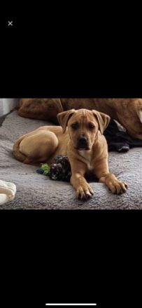 Unsere kleine Doggenmix Hündin Neele sucht wegen