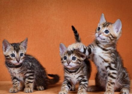 Wir haben wieder ein super schönen Wurf - aktuell 14