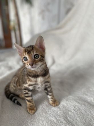 Wir haben wieder ein super schönen Wurf - aktuell 14