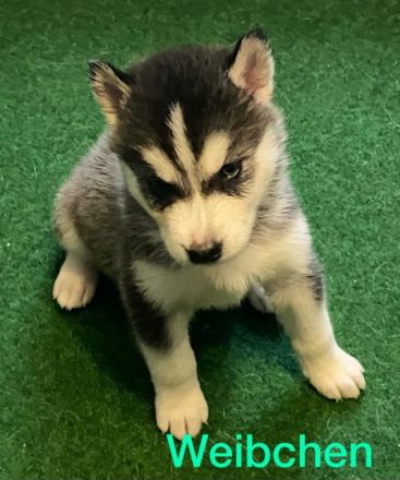 Guten Tag, Am 26/03/2022 hat unsere Husky Hündin 10