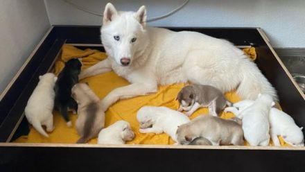 Guten Tag, Am 26/03/2022 hat unsere Husky Hündin 10